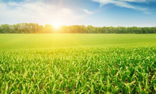 吉林省2024年主要农作物优良品种推广目录
